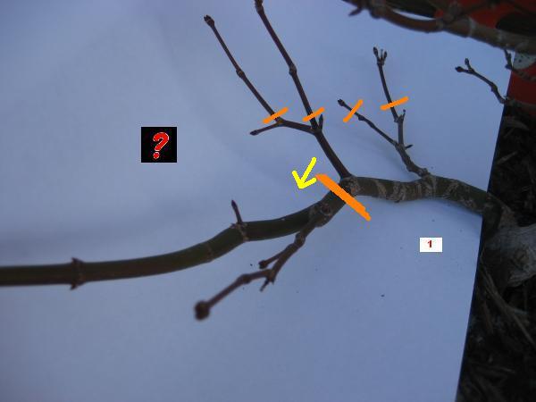 Ast Nr. 1 - Drahtung