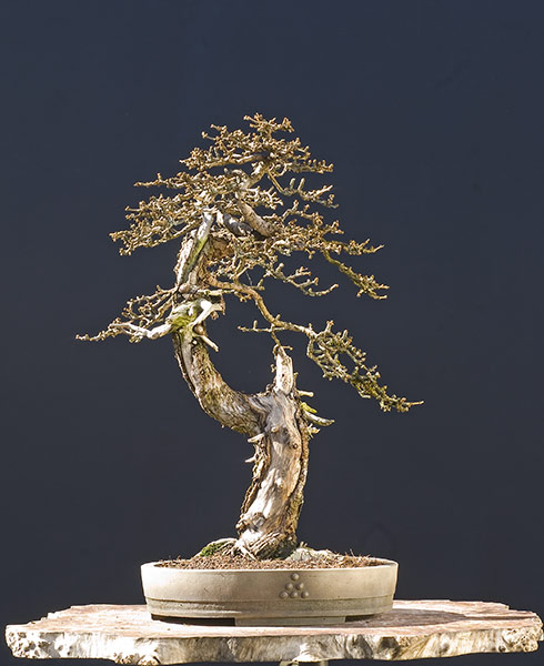2010-02-NSC_9026ofv.jpg