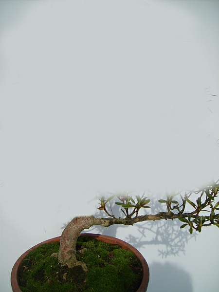 Abmoosen 1-70.jpg