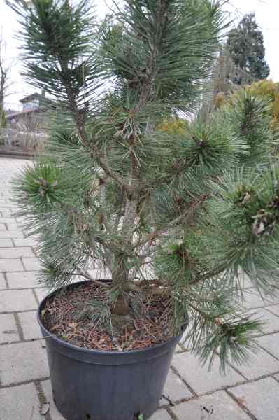 Pinus Leucodermis.jpg