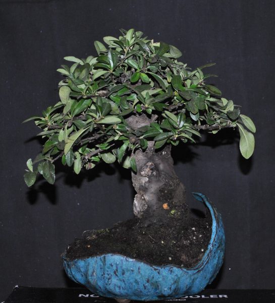 Pyracantha 2.1.jpg