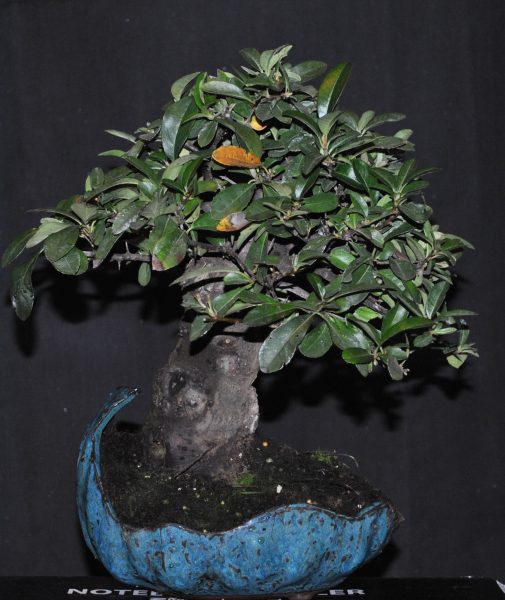 Pyracantha 2.2.jpg