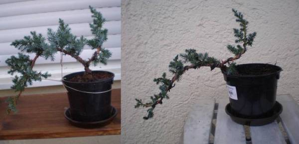 evolution_600x289.JPG