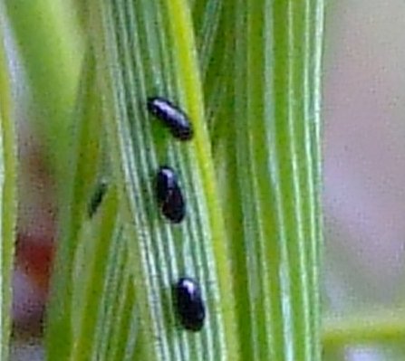 befall06.jpg