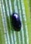 befall07.jpg