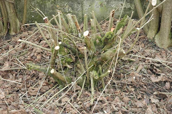 weigela Stock.jpg