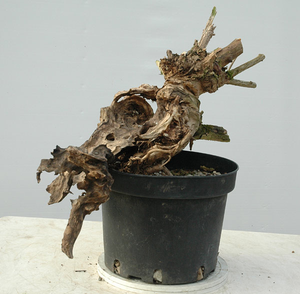 weigela1links.jpg