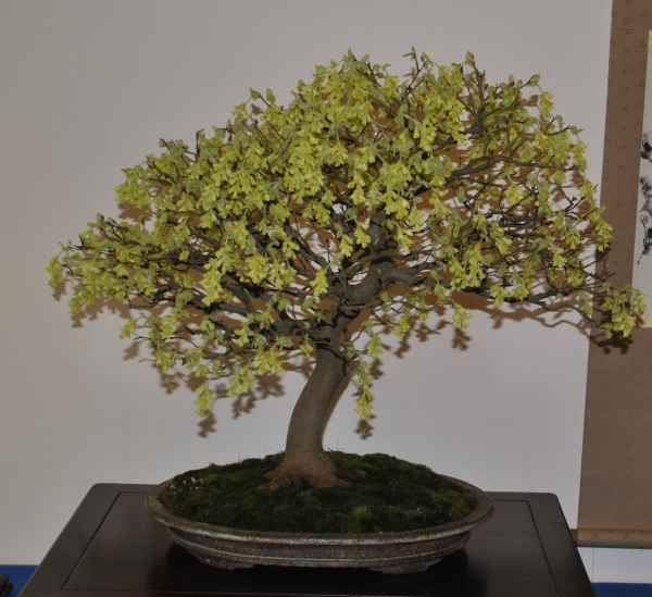 coryllopsis.jpg