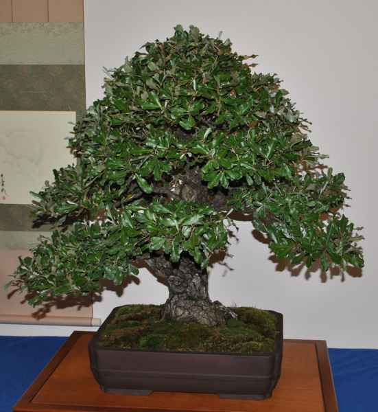 eleagnus.jpg