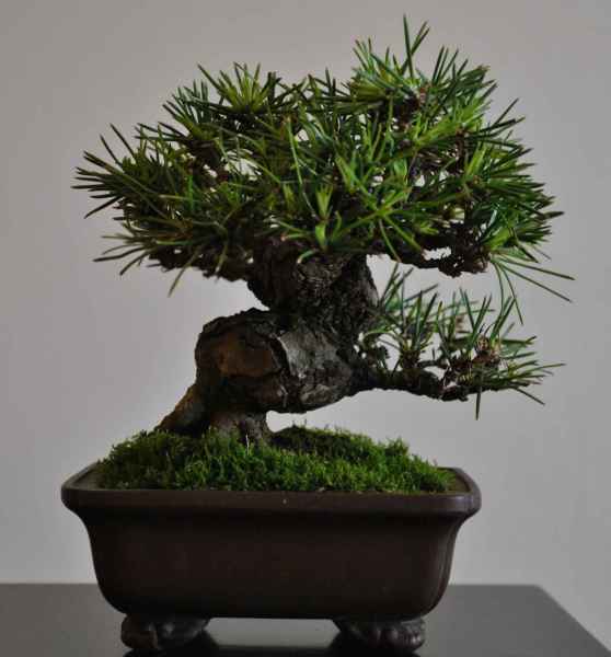 pinus.jpg