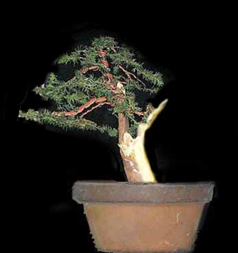 baum_08 virtual.jpg
