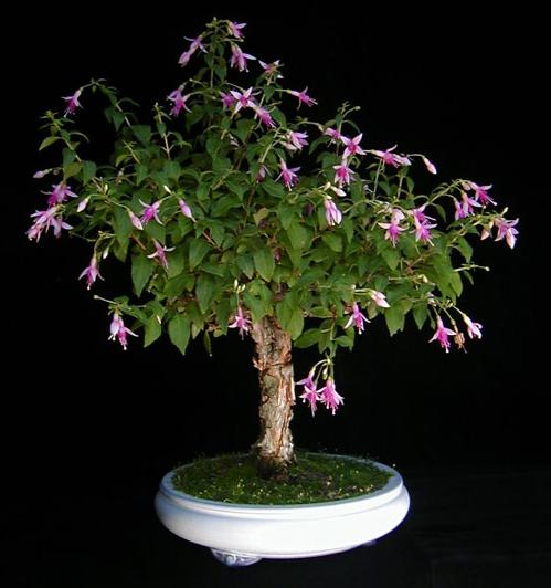 Minirose