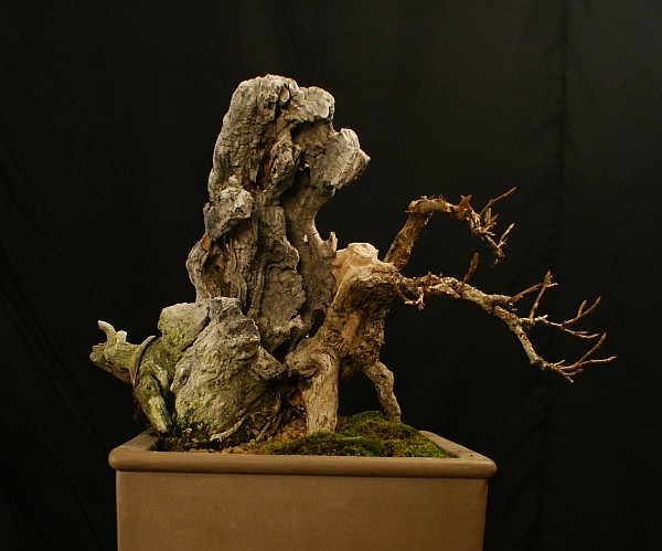 Weigelie.jpg