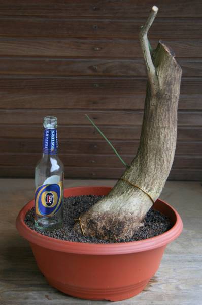 Pfaffenhütchen (Euonymus europaeus)<br />Stammdurchmesser ca. 10cm<br />Höhe ca. 45cm