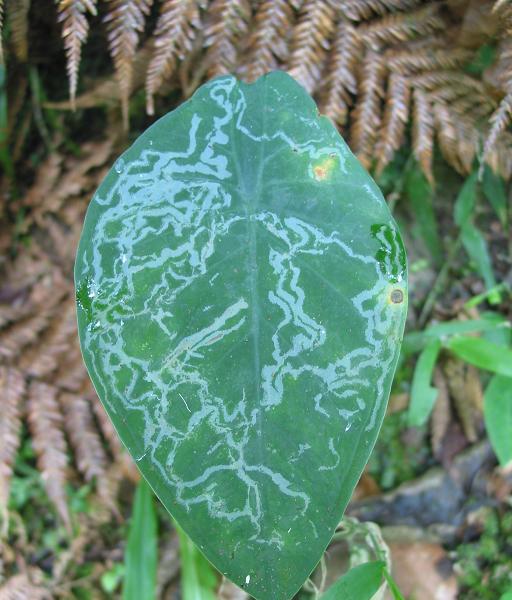Caladium steudneriifolium miniert.JPG