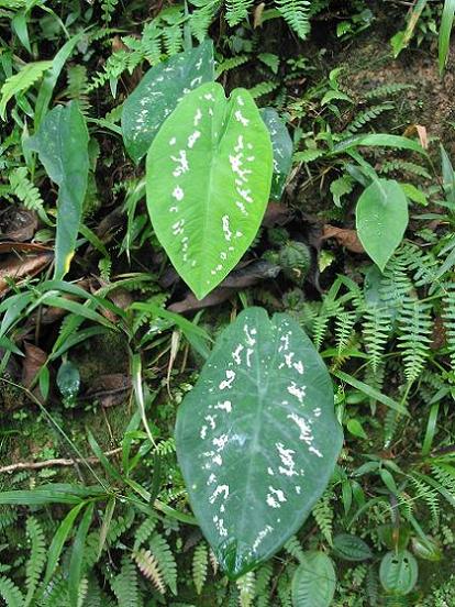 Caladium steudneriifolium panaschiert.JPG