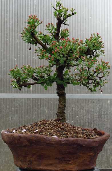 kleiner Apfelbaum vor Blüte und und Betonschale