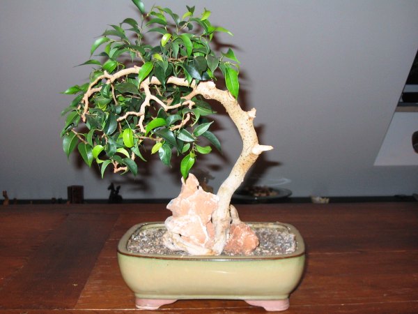 IMG_0925_2.jpg