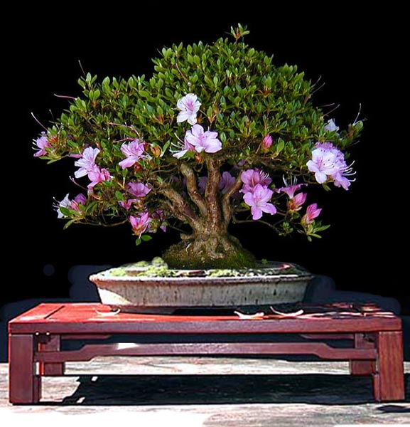 p5300014-azalea-kiusianum-5.jpg