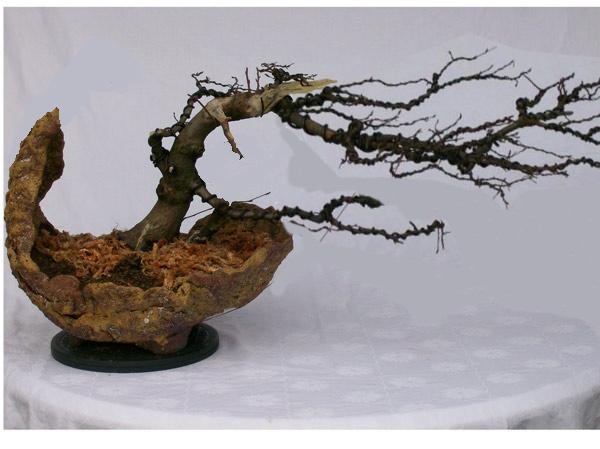 Hainbuche-windgepeischt-`10.jpg