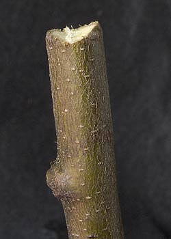holz_02_camaju.jpg