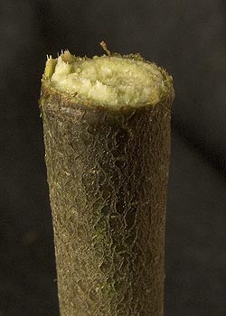 holz_06_camaju.jpg
