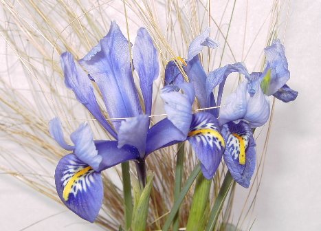 Iris2Bluete.jpg