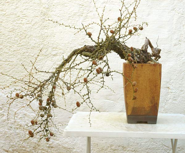 lärche-3.4.10_1.jpg