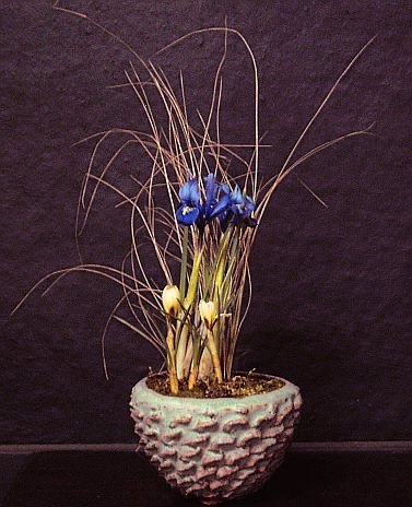 Iris x1.jpg