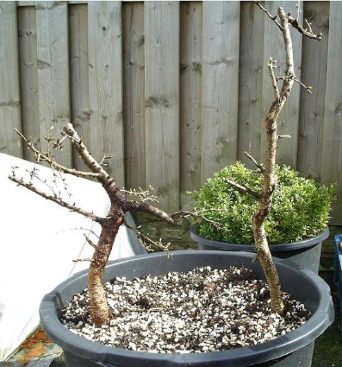 larix walddories.JPG