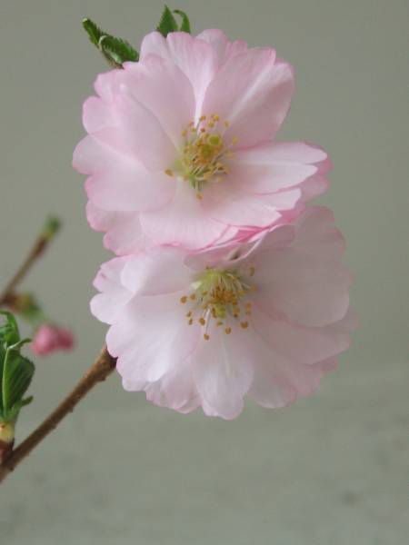 Prunus Accolade  April 2010.jpg