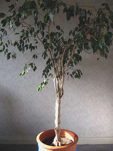 ficus-2,00.jpg