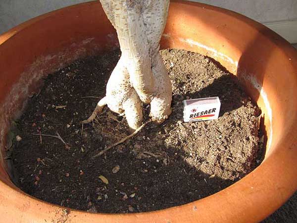 ficus-wurzel.jpg