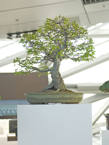 NSC_9249v.jpg