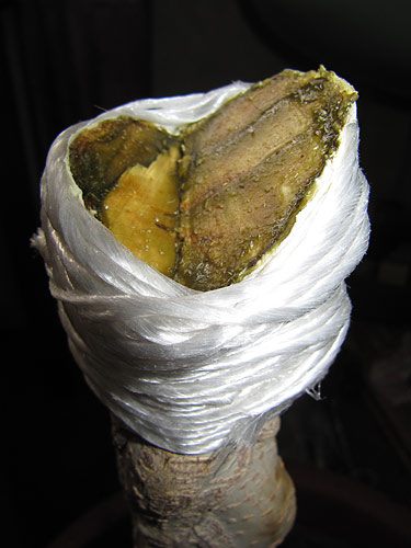 Ficus-schnitt.jpg