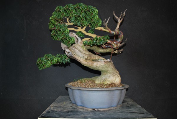 Buxus.jpg