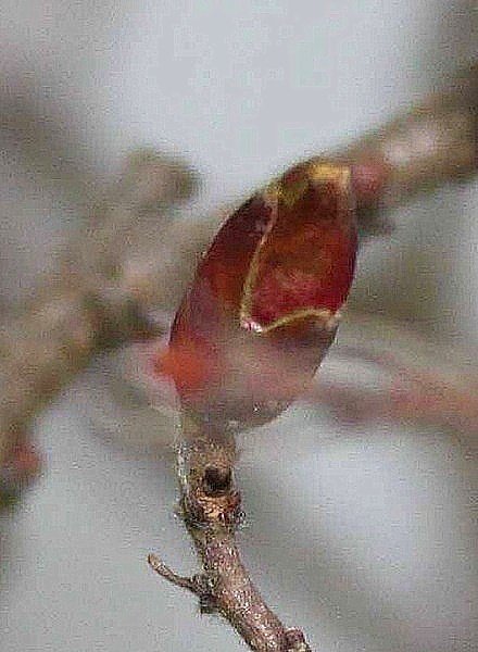 Februar