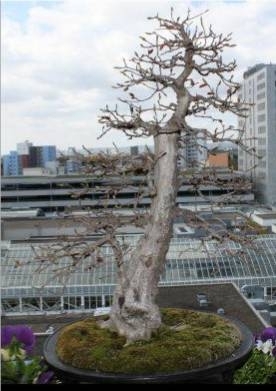 der ganze Baum