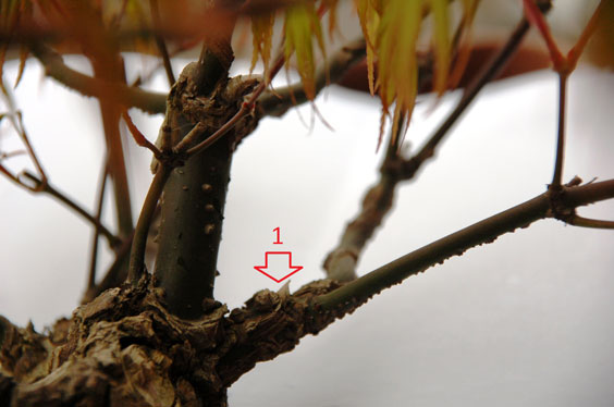 der eine Ast nochmal im Detail