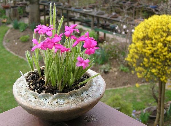 Rhodohypoxis neue Bilder 545.jpg