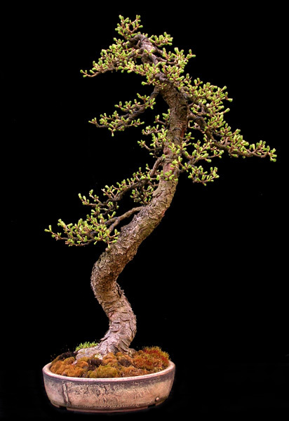 Europäische Lärche (Larix decidua)
