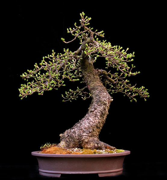 Europäische Lärche (Larix decidua)