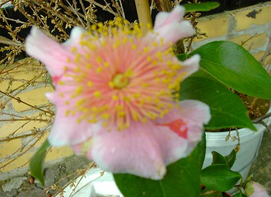 Camellia japonica Higo Mikuni-no homare 1.JPG
