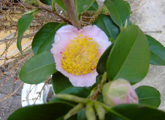 Camellia japonica Higo Mikuni-no-homare 2.JPG