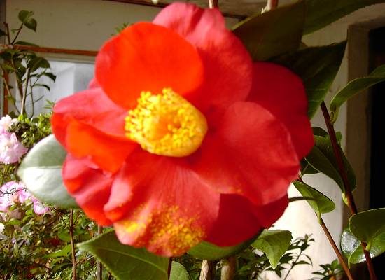Camellia japonica San Dimas.JPG