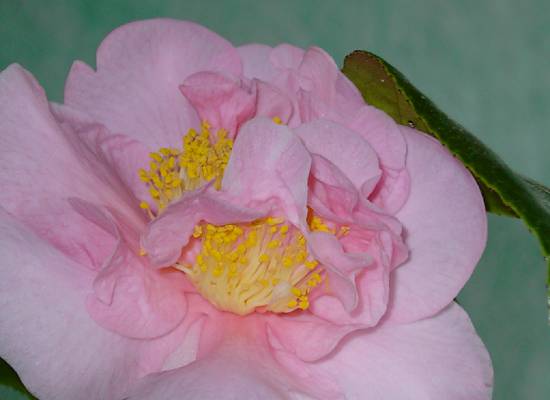 Camellia japonica Donation