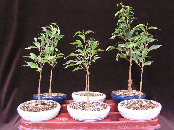 Ficusstecklinge 05 b.jpg
