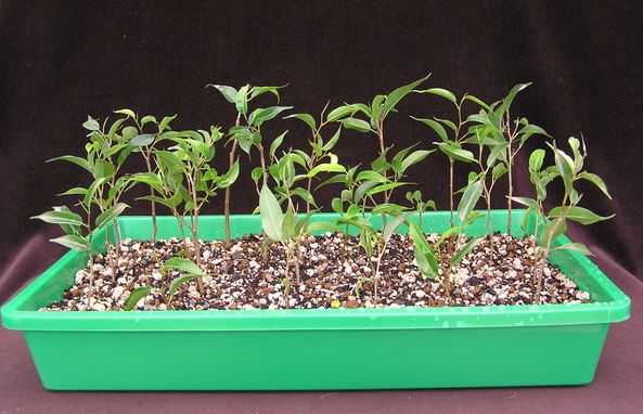 Ficusstecklinge 05 c.jpg