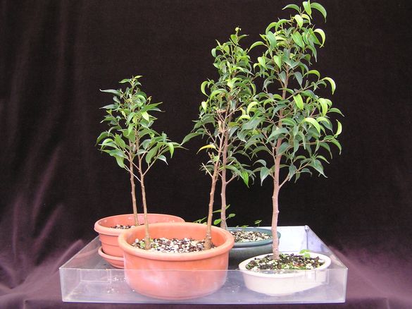 Ficusstecklinge 2005 a.jpg