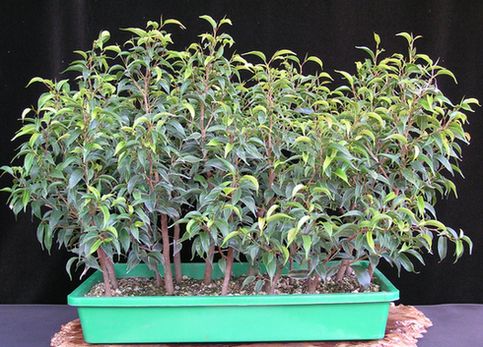 Ficusstecklinge 2007  neue Bilder 837243.jpg